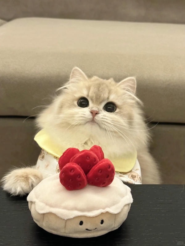 hình ảnh con mèo cute 21