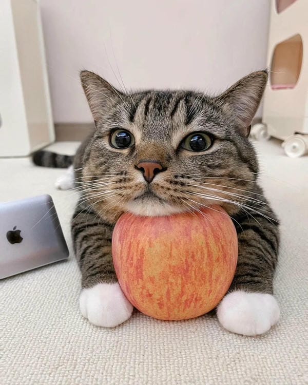 hình ảnh con mèo cute (22)