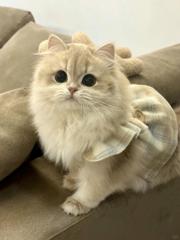 hình ảnh con mèo cute 22