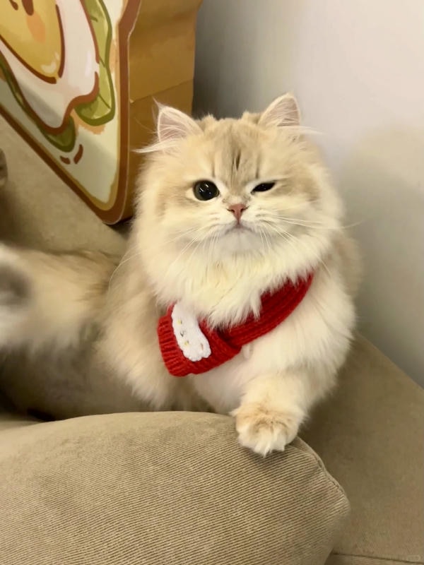 hình ảnh con mèo cute 23