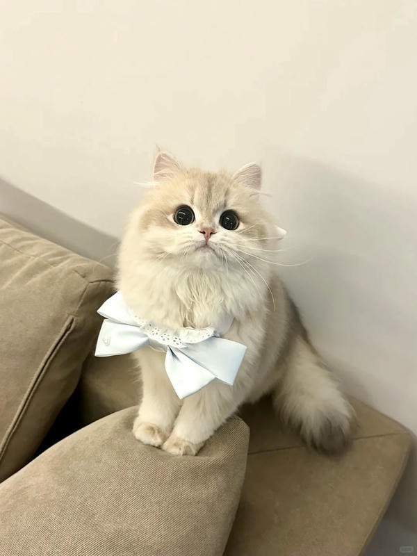 hình ảnh con mèo cute 24