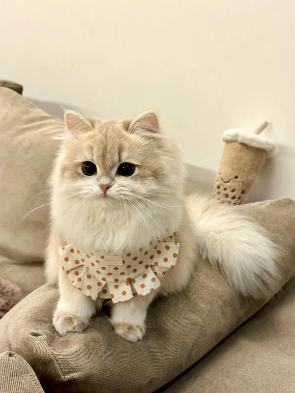 hình ảnh con mèo cute 25