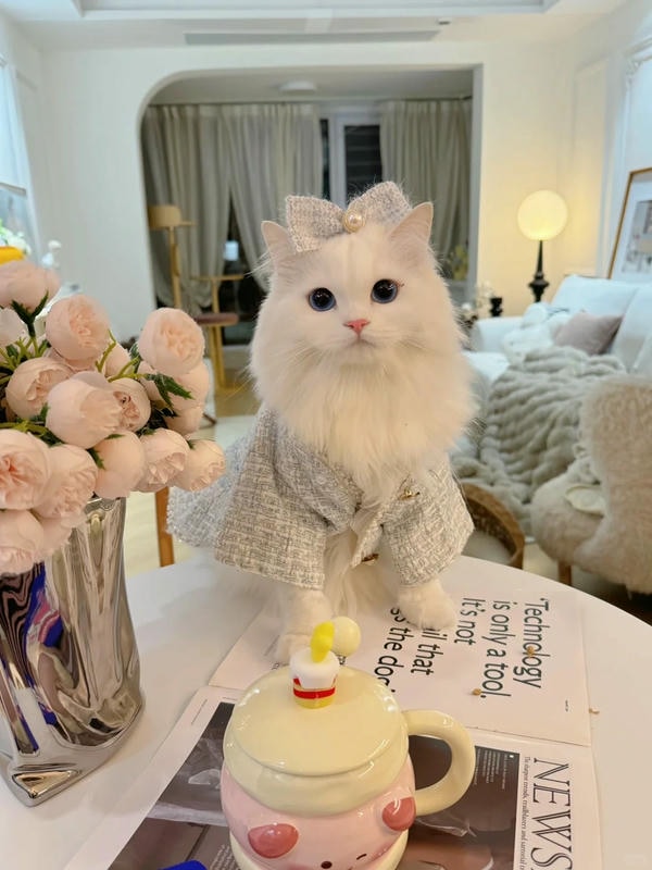 hình ảnh con mèo cute 26