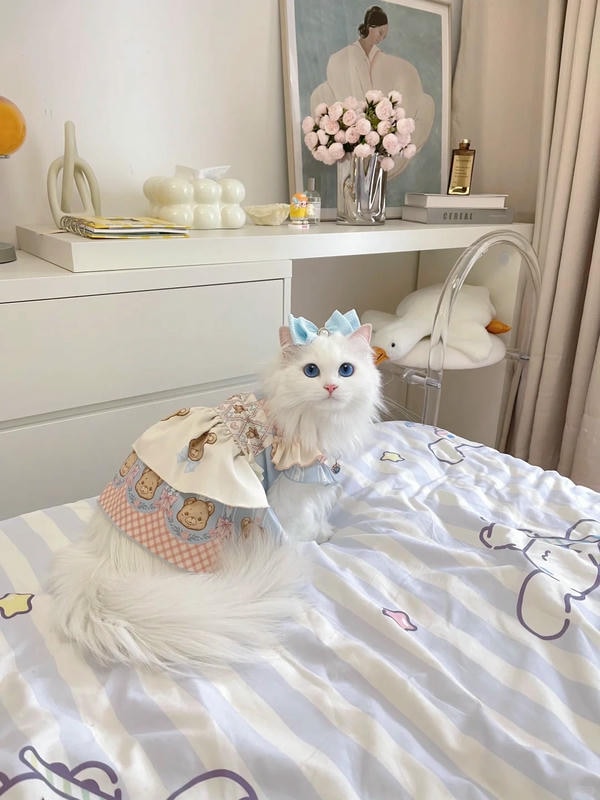 hình ảnh con mèo cute 27