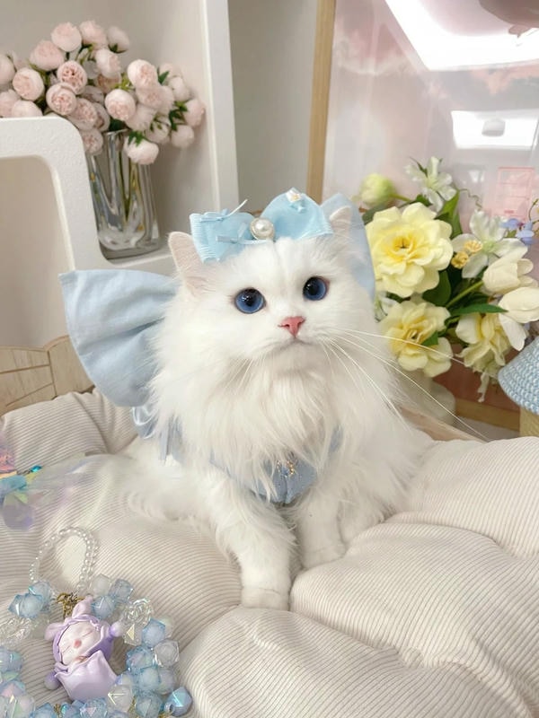 hình ảnh con mèo cute 28