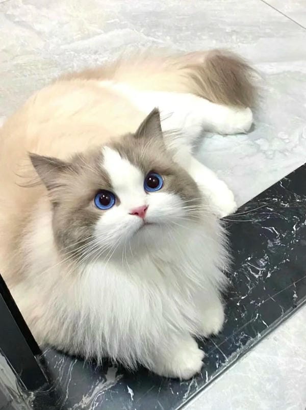 hình ảnh con mèo cute (29)