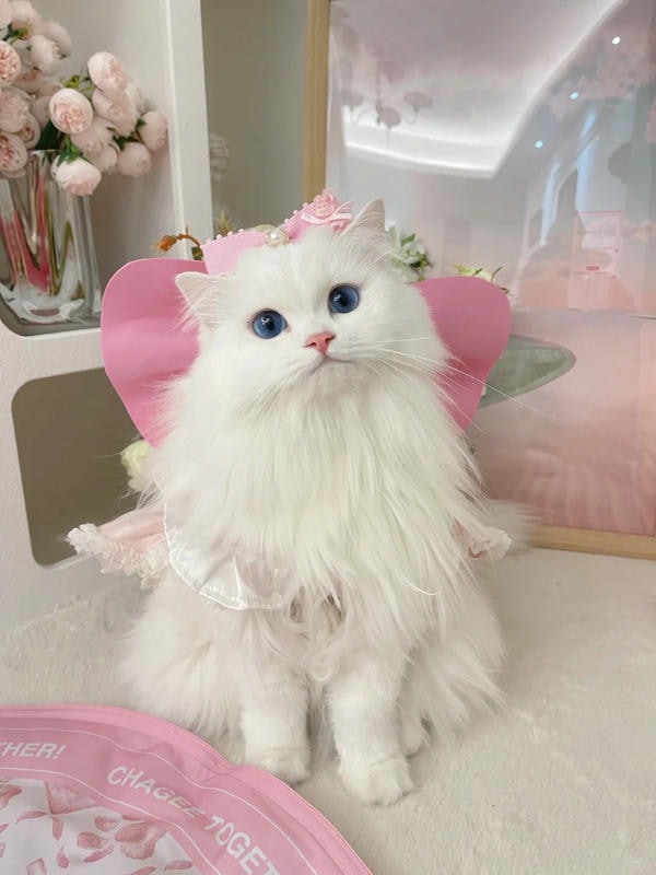 hình ảnh con mèo cute 29