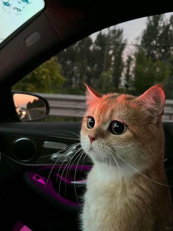 hình ảnh con mèo cute 3