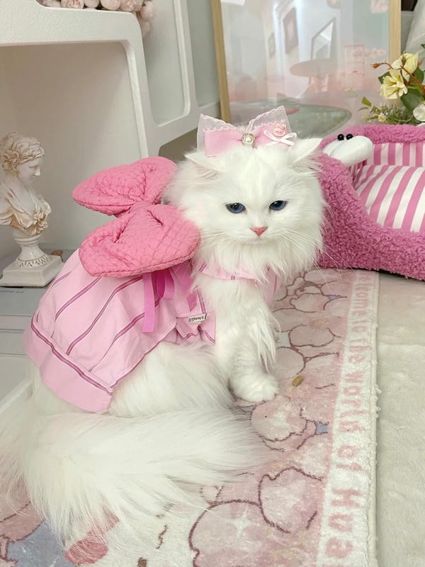 hình ảnh con mèo cute 30