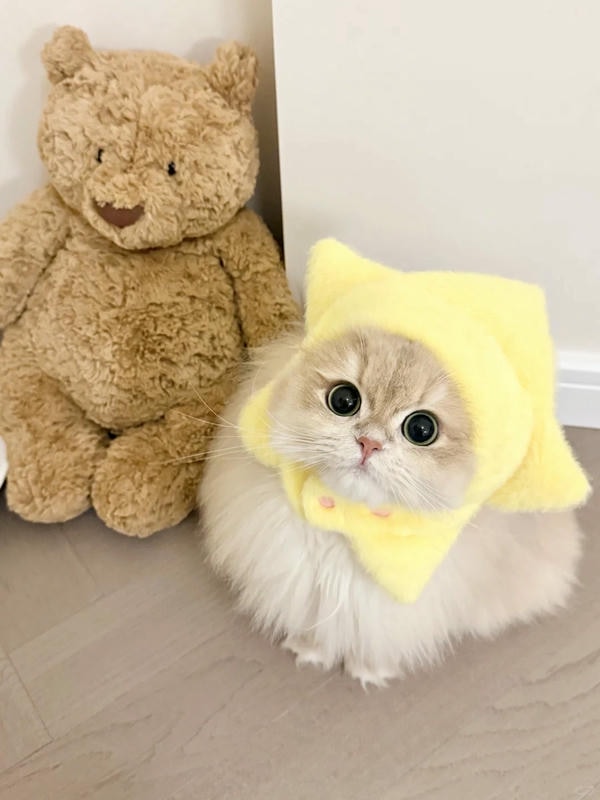 hình ảnh con mèo cute 33