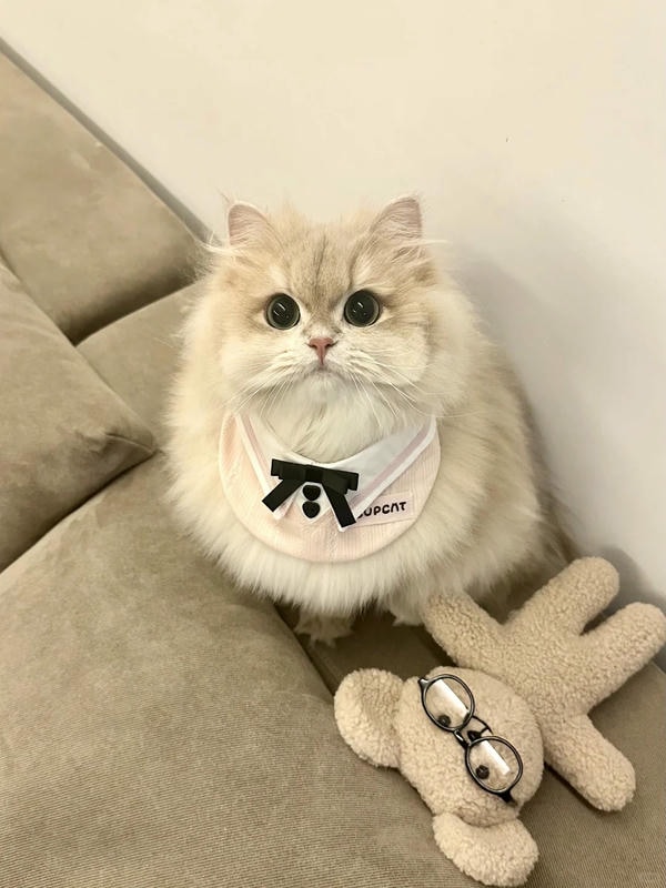 hình ảnh con mèo cute 34