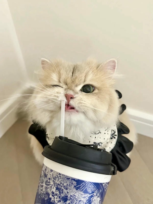 hình ảnh con mèo cute 36