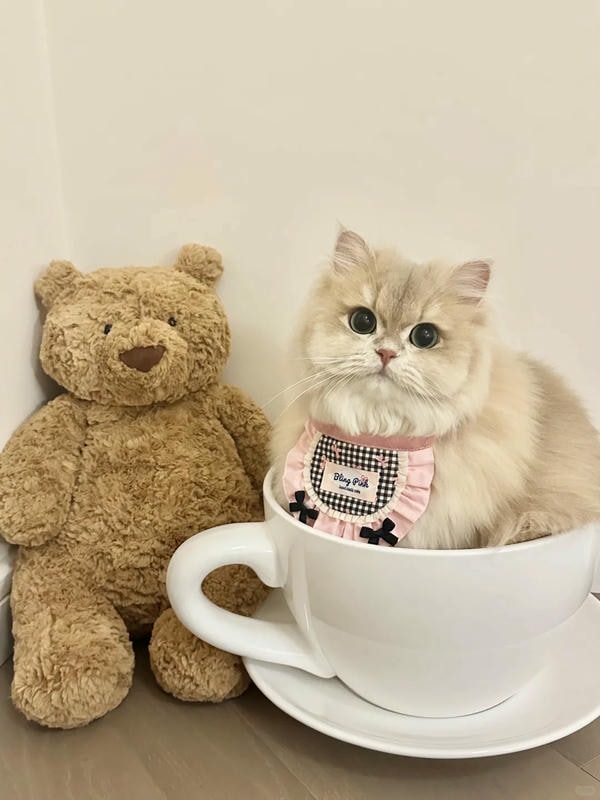 hình ảnh con mèo cute 37