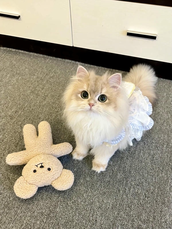 hình ảnh con mèo cute 38