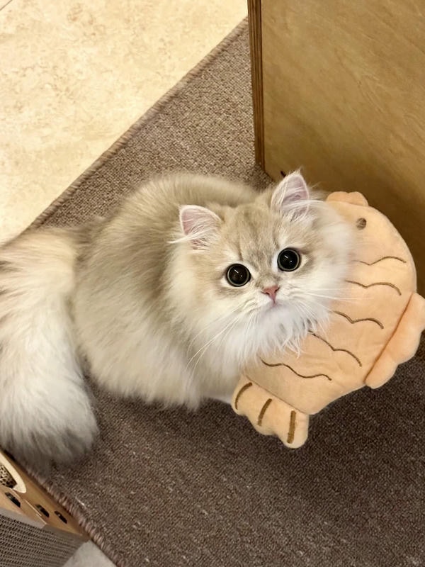 hình ảnh con mèo cute 40