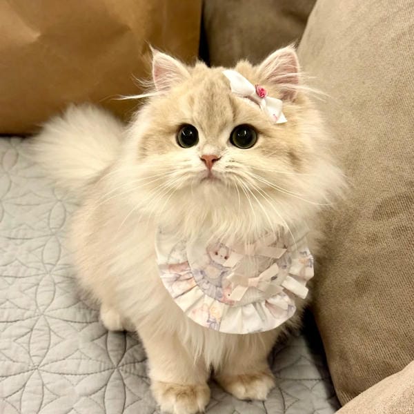 hình ảnh con mèo cute (5)