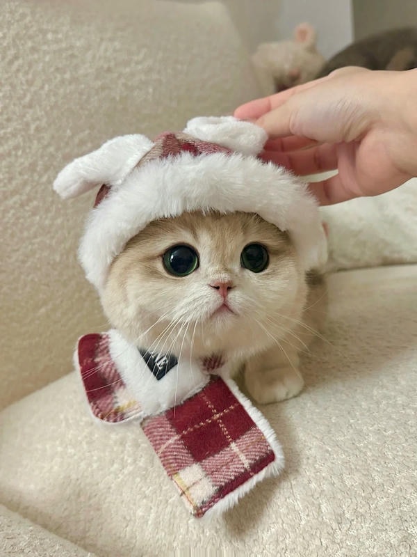 hình ảnh con mèo cute 5