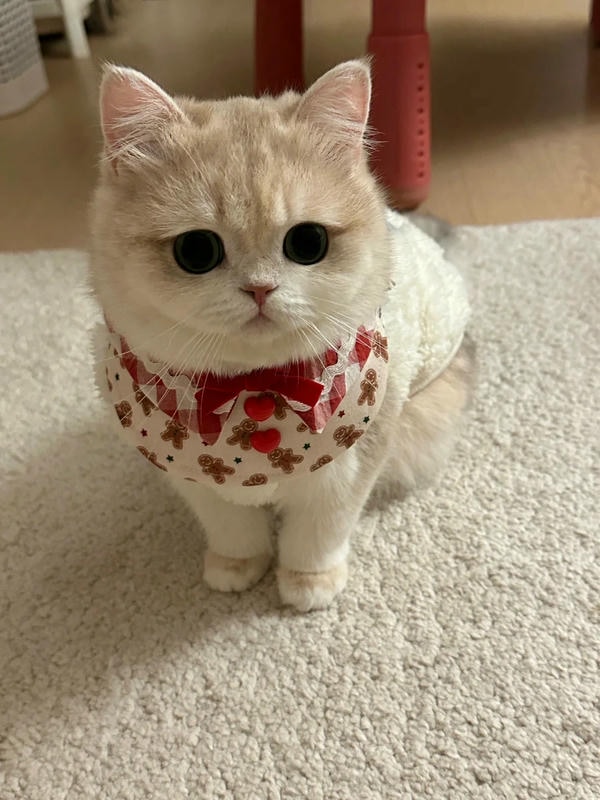 hình ảnh con mèo cute 6