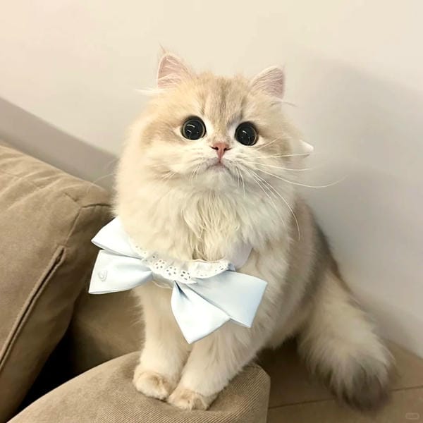 hình ảnh con mèo cute (7)