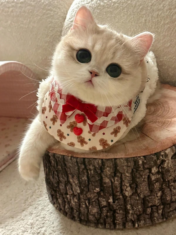 hình ảnh con mèo cute 7