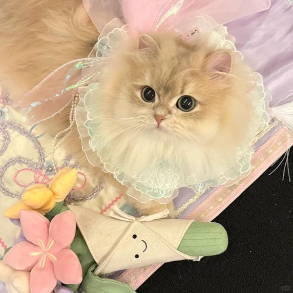 hình ảnh con mèo cute (8)