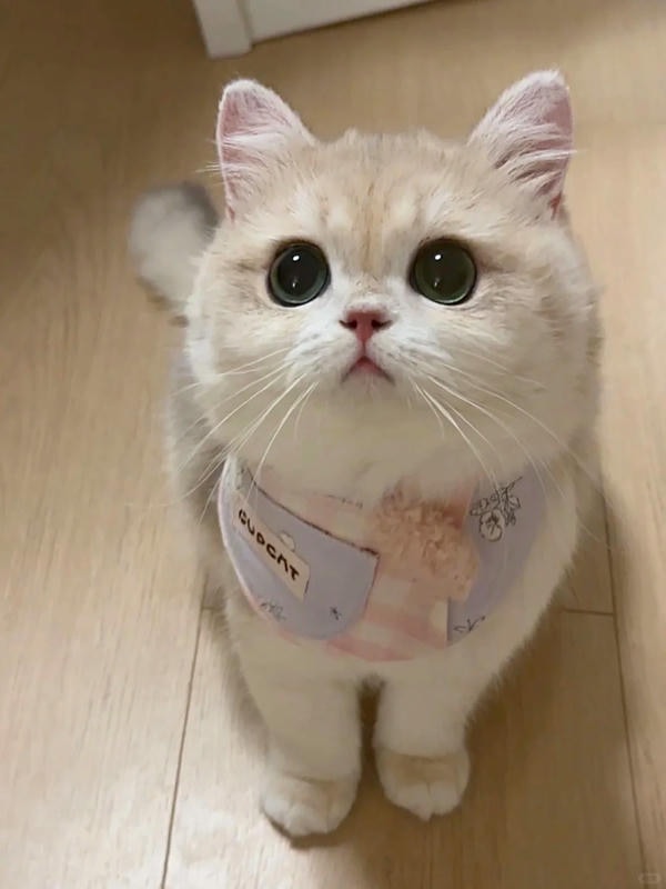 hình ảnh con mèo cute 8