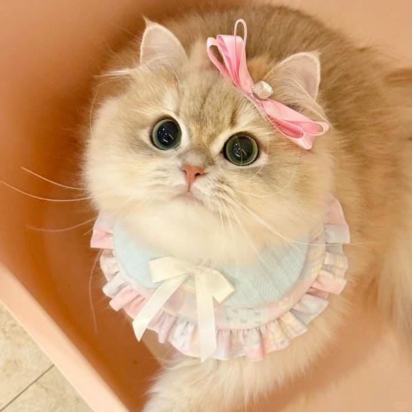 hình ảnh con mèo cute (9)