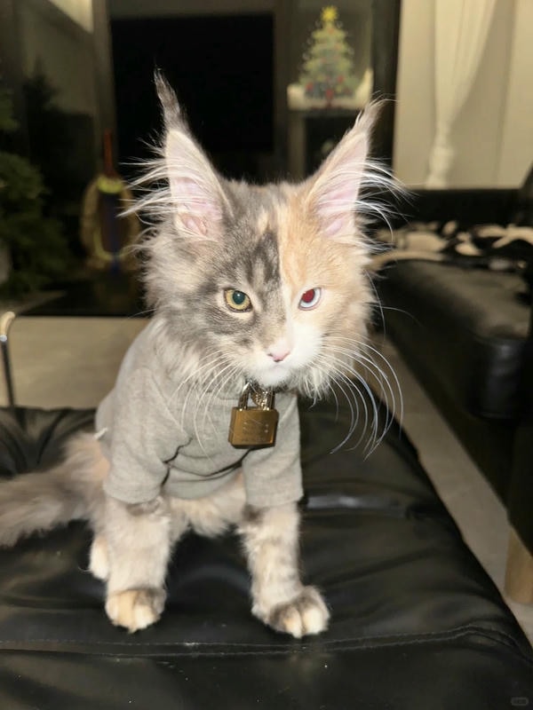 hình ảnh con mèo ngầu 1