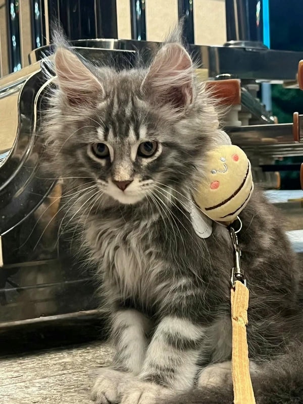 hình ảnh con mèo ngầu 10