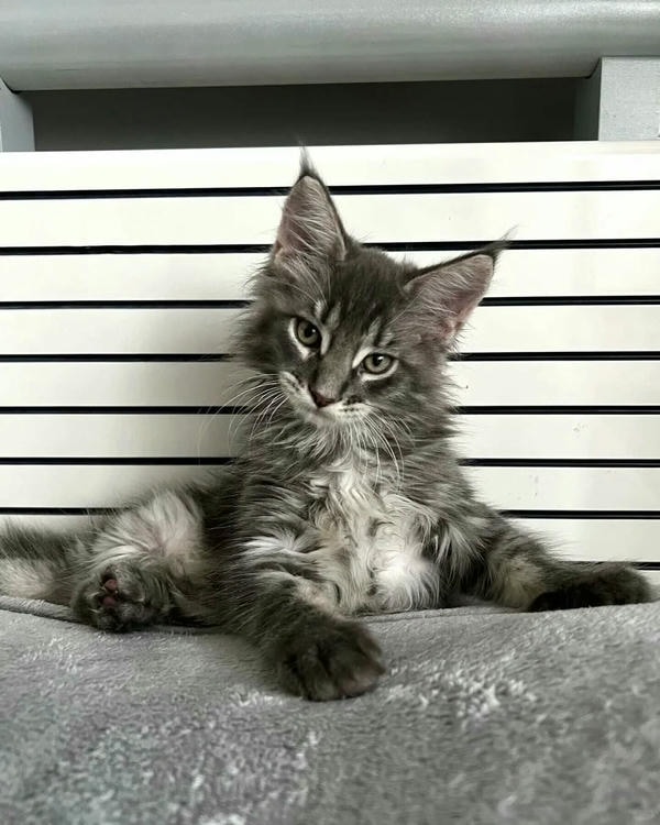 hình ảnh con mèo ngầu 12