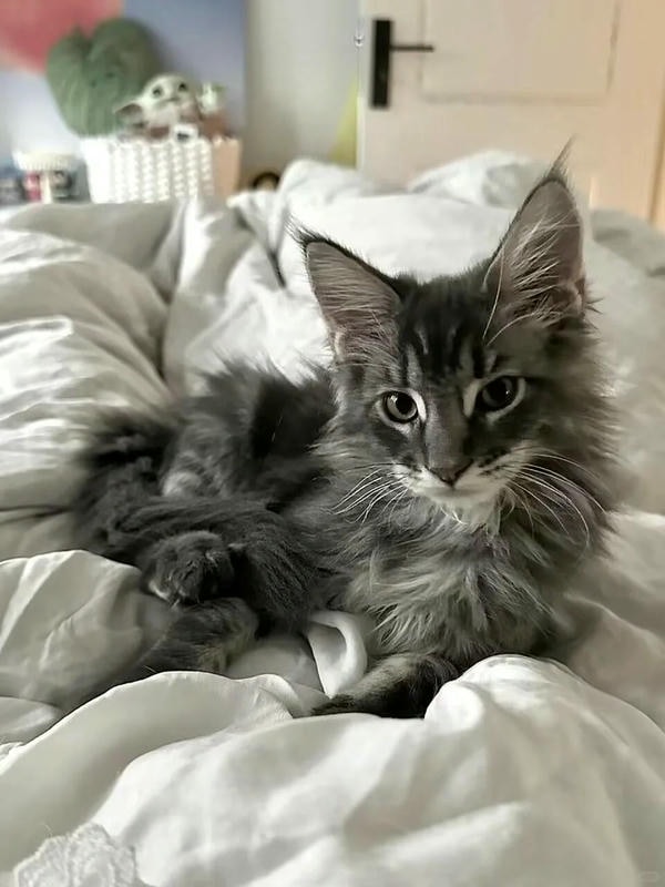 hình ảnh con mèo ngầu 13