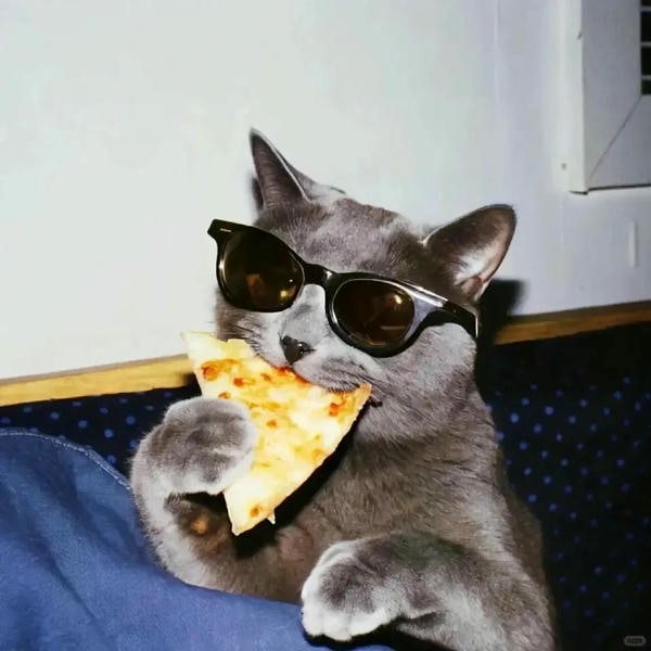 hình ảnh con mèo ngầu 14