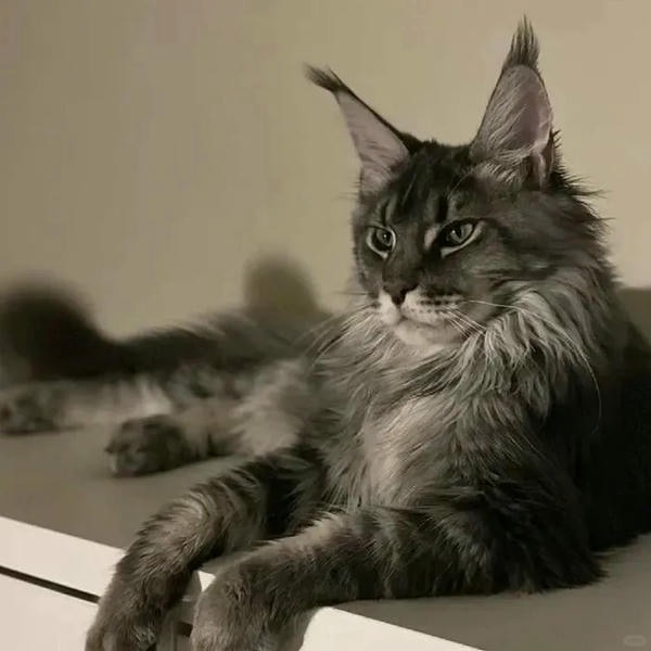 hình ảnh con mèo ngầu 15