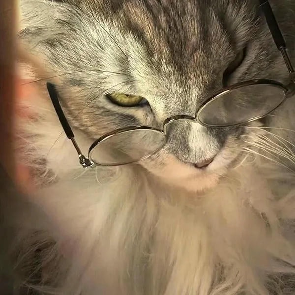 hình ảnh con mèo ngầu 17