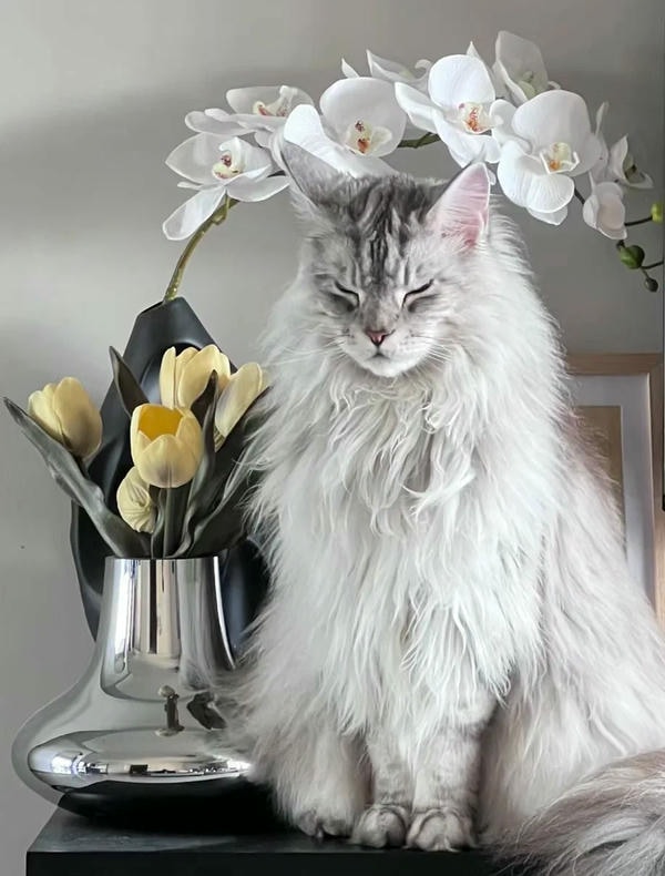 hình ảnh con mèo ngầu 18