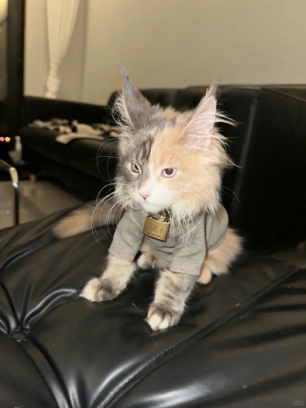 hình ảnh con mèo ngầu 2