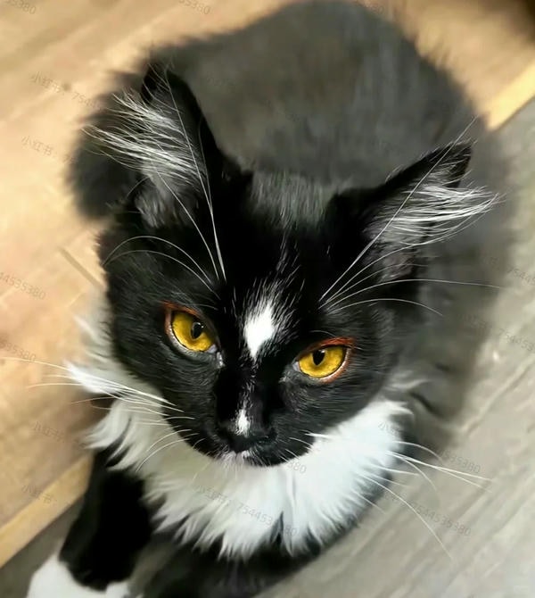 hình ảnh con mèo ngầu 20