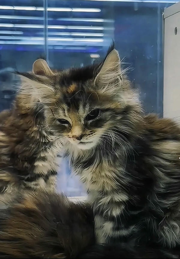 hình ảnh con mèo ngầu 22