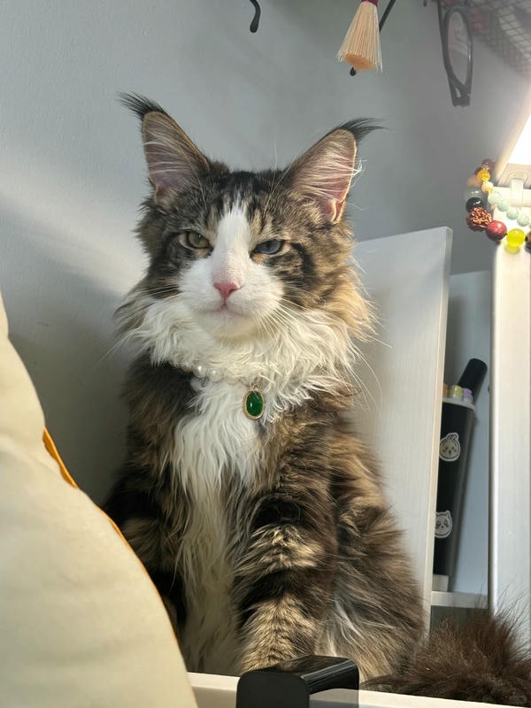 hình ảnh con mèo ngầu 23