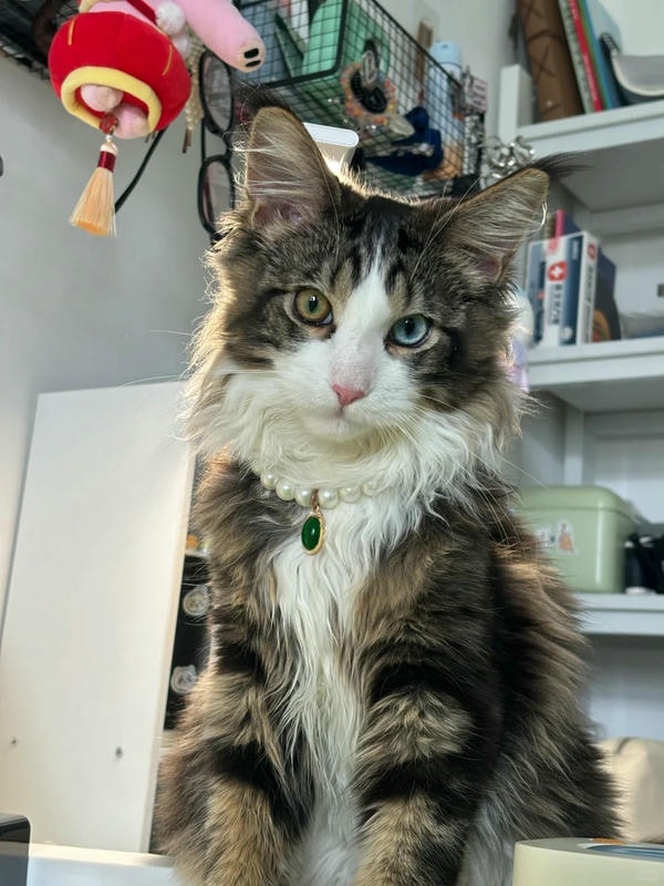 hình ảnh con mèo ngầu 24