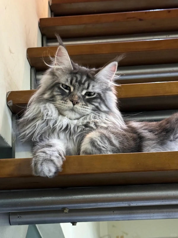 hình ảnh con mèo ngầu 25