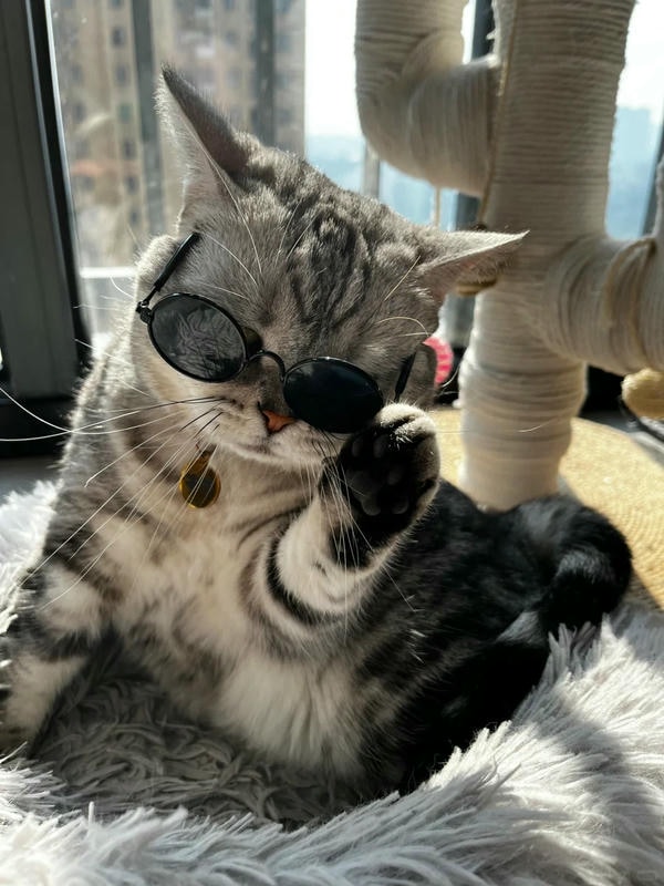 hình ảnh con mèo ngầu 27