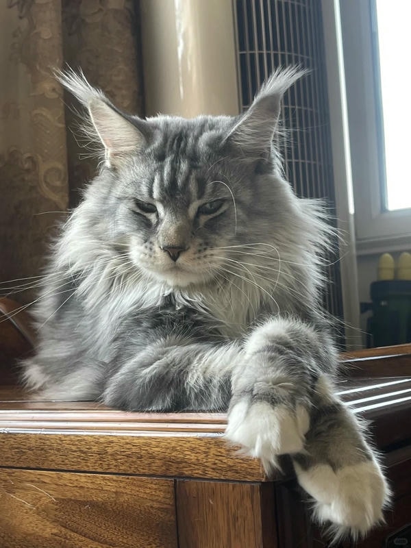 hình ảnh con mèo ngầu 31