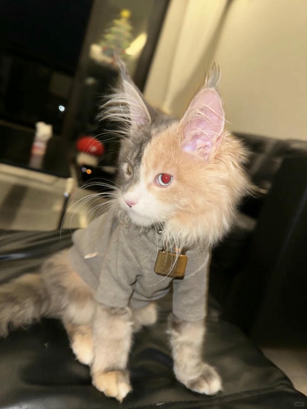 hình ảnh con mèo ngầu 5