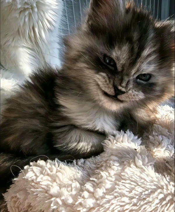 hình ảnh con mèo ngầu cute