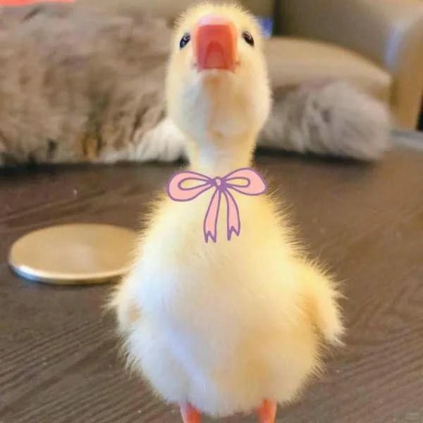 hình ảnh con vịt 1