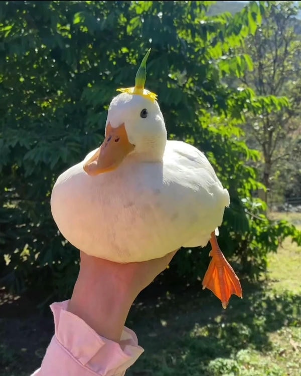 hình ảnh con vịt 11