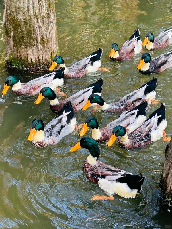 hình ảnh con vịt 12