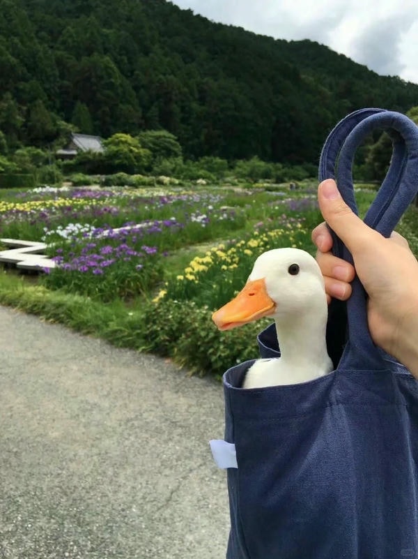 hình ảnh con vịt 17