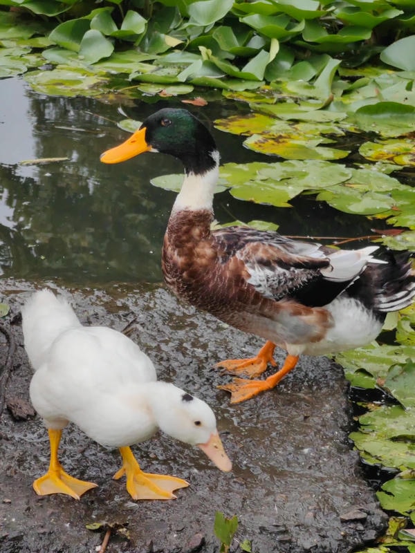 hình ảnh con vịt 18